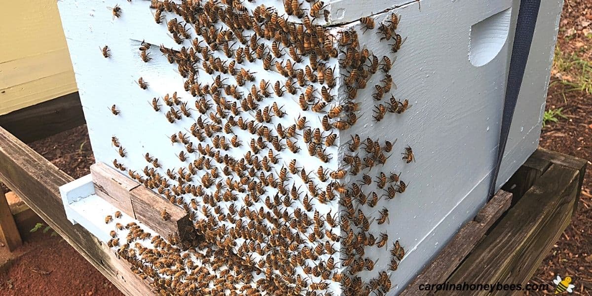 Hidden Outdoor Spots Bees Love and How to Block Them